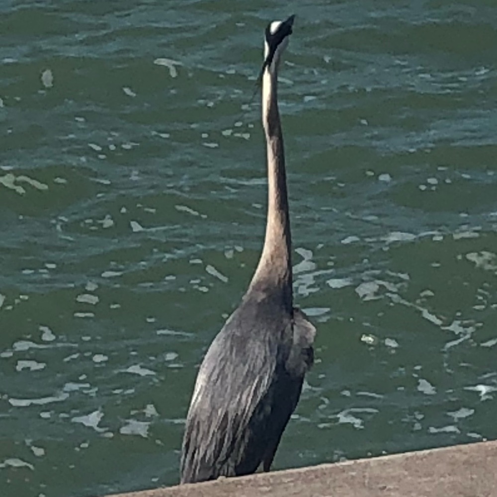 Meet your Posher, Isabella